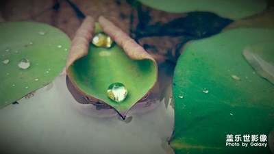 【蓋樂(lè)世社區(qū)2周年-微距  】+s6通透的微距/水滴