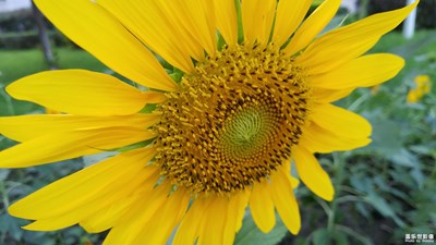 【蓋樂(lè)世社區(qū)2周年-微距  】+ 追日的使者