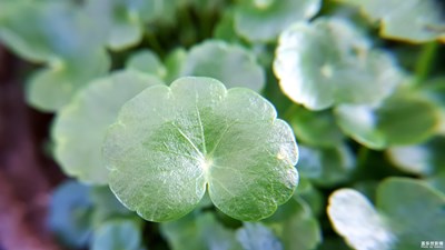 【蓋樂世社區(qū)2周年-微距  】+清新