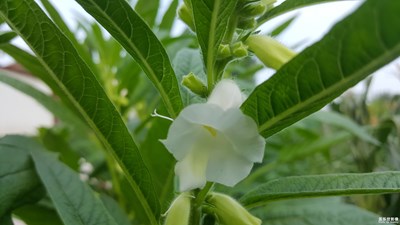 【蓋樂世社區(qū)2周年-微距 】+芝麻開花節(jié)節(jié)高