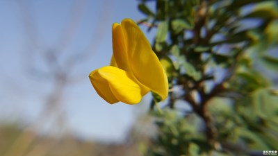 【蓋樂世社區(qū)2周年-微距  】+荊棘之花