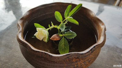 【蓋樂(lè)世社區(qū)2周年-微距  】 + 小花