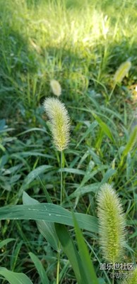 【蓋樂(lè)世社區(qū)2周年-微距  】+頑強(qiáng)的生命