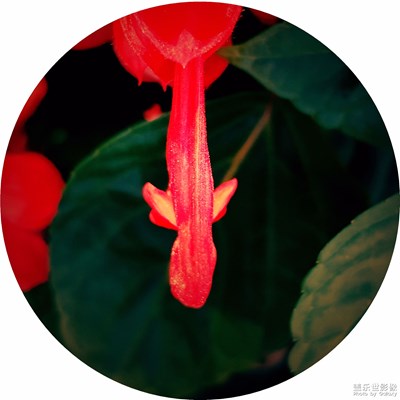 【蓋樂世社區(qū)2周年-微距  】+角度（微距下的串紅花蕊）