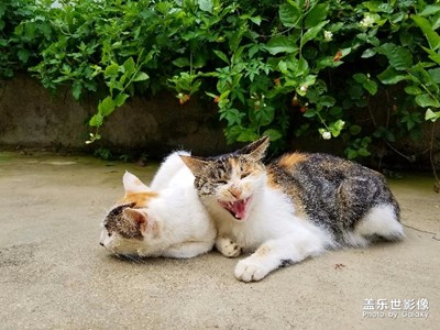 三星S8+攝影系列