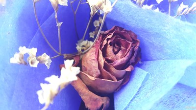 【蓋樂世社區(qū)2周年-微距  】 +枯葉之美