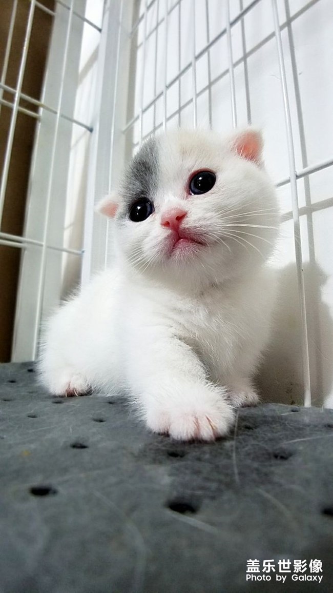 我家不一樣的柯基。