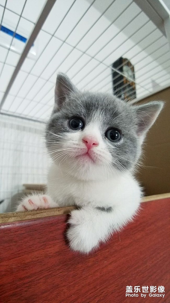 我家不一樣的柯基。