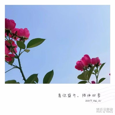 月季花開