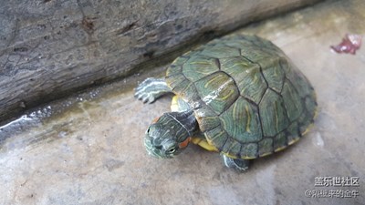 【蓋樂世社區(qū)2周年-靜  】+中華神龜