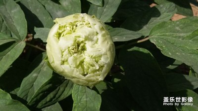 綠牡丹