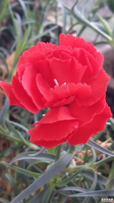 小紅花