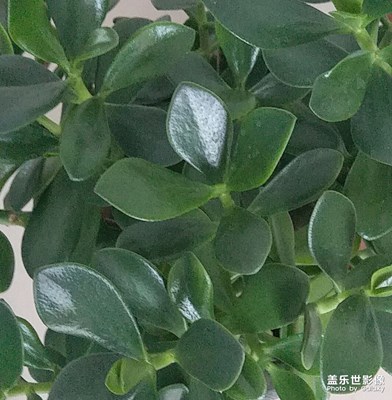 求花名