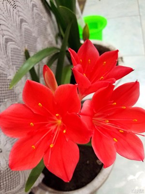 如約而至的紫根蘭