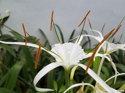 花花世界——蜘蛛蘭