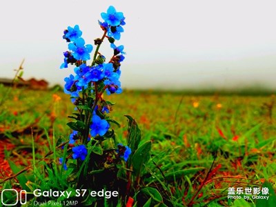 花花草草來一波