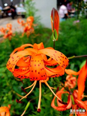 用鏡頭記錄生活，小區(qū)隨拍