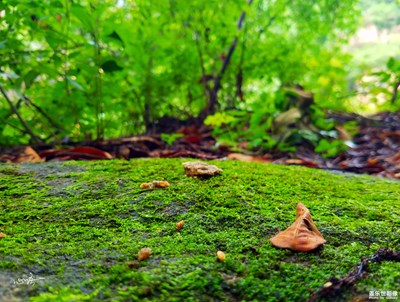 【三星蓋樂(lè)世 S7】夏秋之交