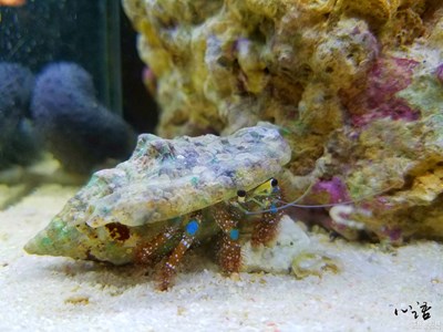 【三星蓋樂(lè)世 S7】世界十大毒物之毒鲉