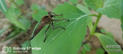 昆蟲(chóng)百科