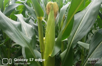 豐收的季節(jié)