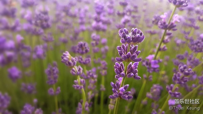 伊犁！懷念，不如一見（1）