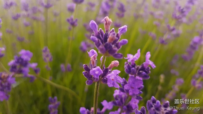 伊犁！懷念，不如一見（1）