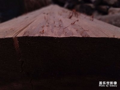 八月隨拍。