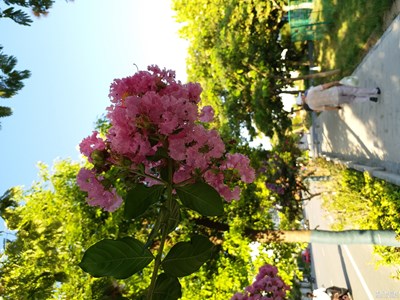 C7 Pro 拍攝   自動(dòng)模式