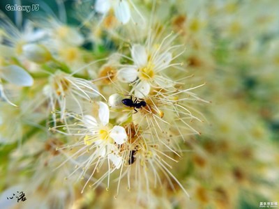 【三星蓋樂世 J3】秋日里的一些隨拍