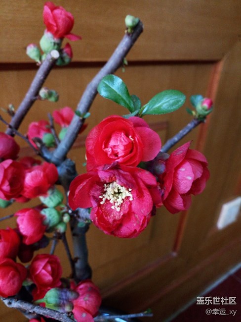 花開富貴