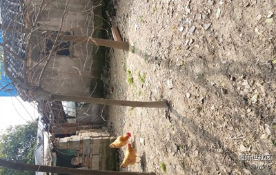 發(fā)兩張老照片