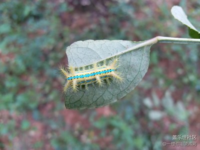 被這家伙碰到，讓你求生不能，求死不得。