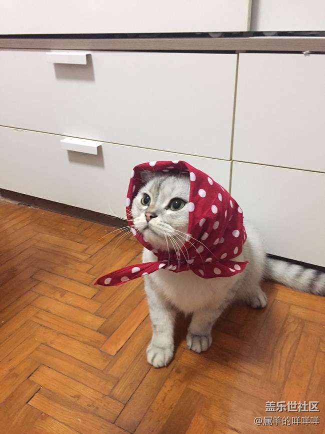 亞寵展，看了就想開(kāi)一個(gè)寵物店!