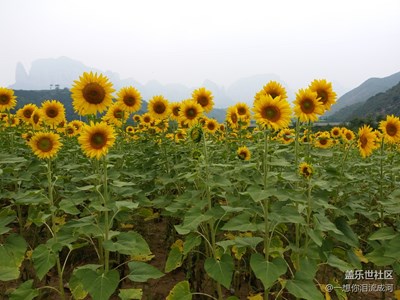 向日葵，生命之花。