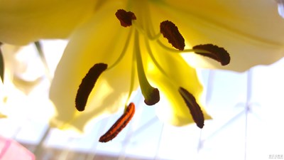 這個花好像叫百合