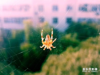 蜘蛛俠之《英雄歸來》