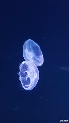 海底世界 …拍自s8+