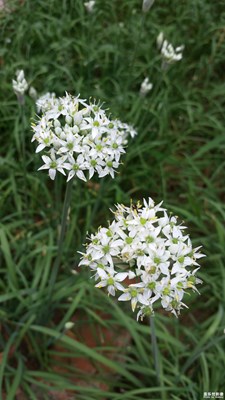 《致愛(ài)七夕》+歲月靜好