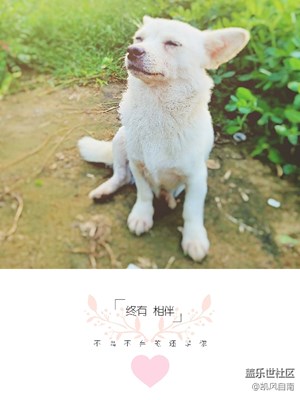 《致愛七夕》+它，用一生在陪伴你