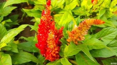 拍了半天，這個(gè)也不知道是什么花