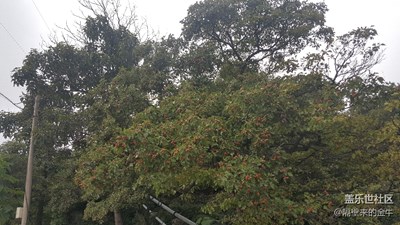 《致愛七夕》+紅山楂