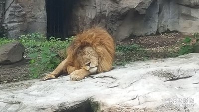 動(dòng)物園半日游