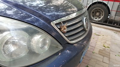 肇事逃逸，被抓，證據(jù)確鑿