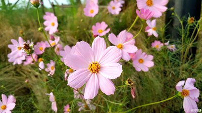 純潔之花好美麗