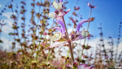 好像看了個假的薰衣草