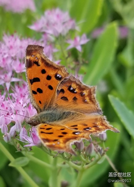 這微距。這景深沒誰了