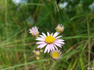 可愛(ài)的小花