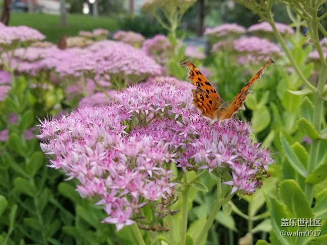 這微距。這景深沒誰了