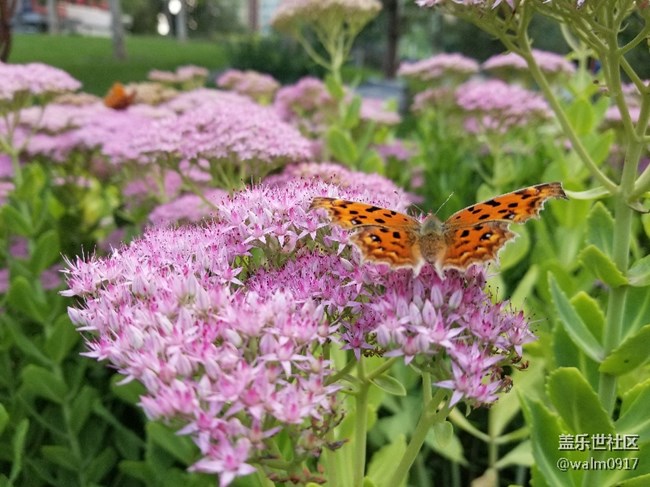 這微距。這景深沒誰了